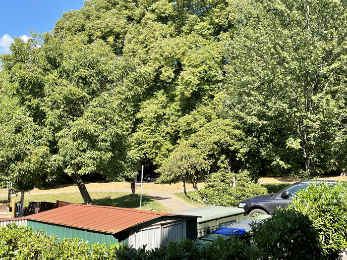 Gartenansicht mit Bäumen und geparktem Auto Eine grüne Landschaft mit großen Bäumen, einem geparkten Auto und einem kleinen Schuppen im Vordergrund.